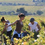 Agriculture/viticulture